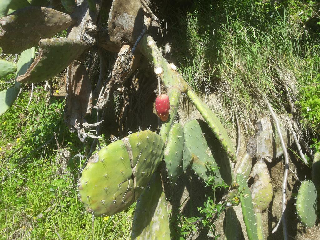 B&B Il Nido Santa Domenica  Dış mekan fotoğraf